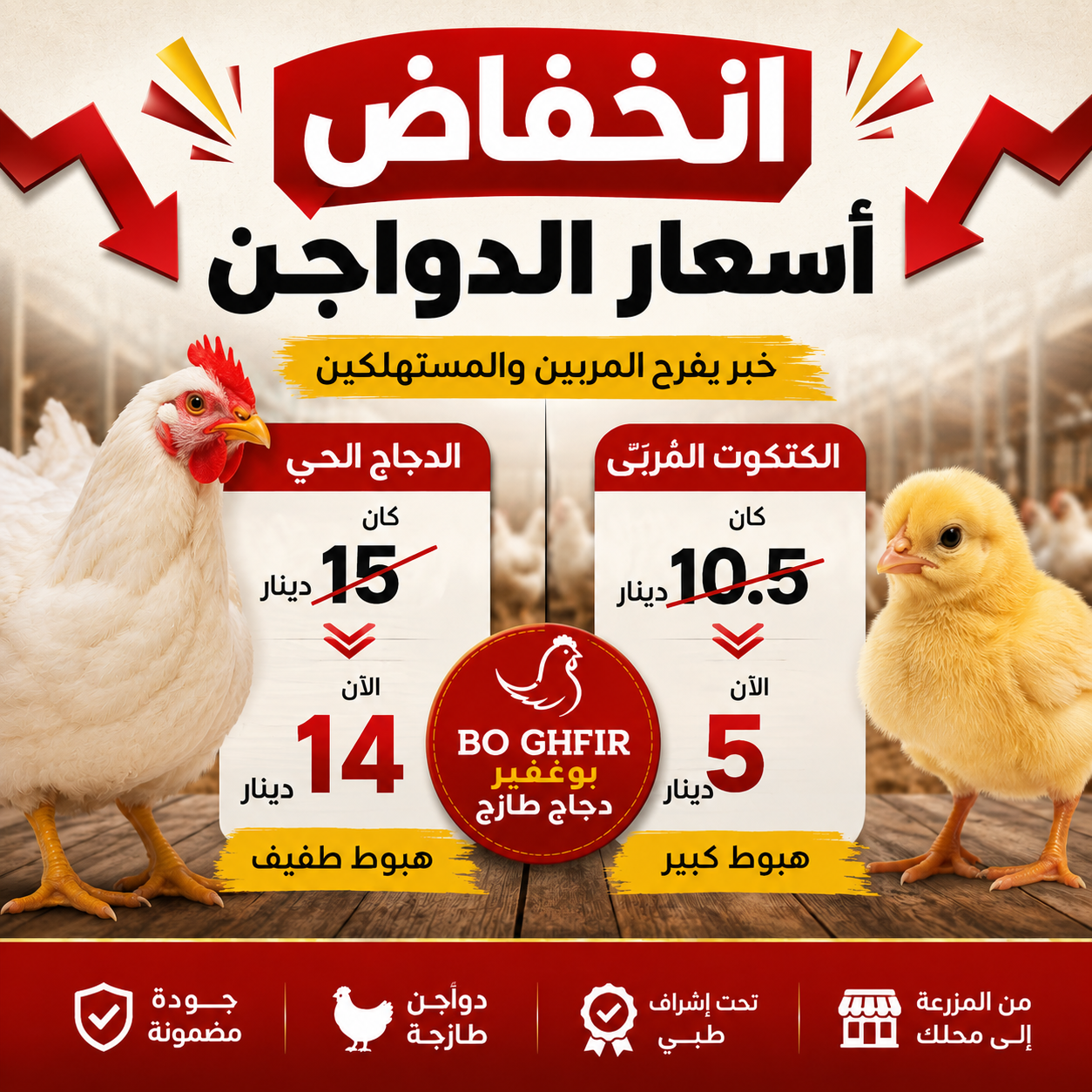 هبوط ملحوظ في أسعار الدجاج والكتكوت الدجاج الحي يتراجع والكتكوت يهبط بأكثر من النصف